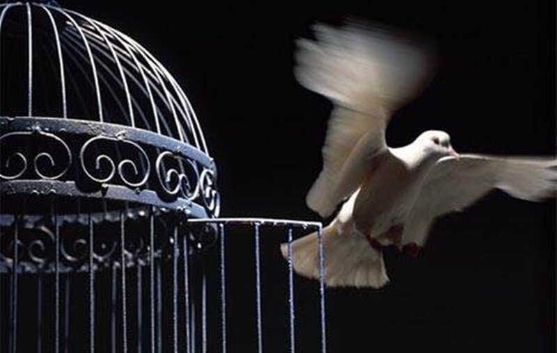 White Dove Flying — Black