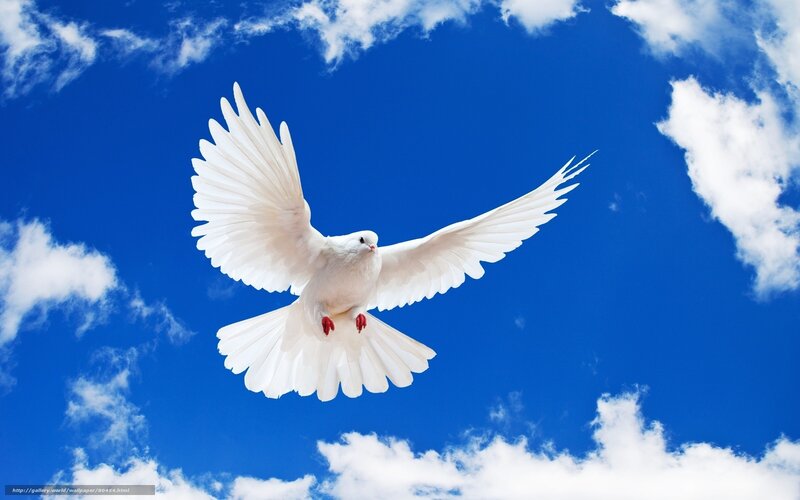 White Dove Flying — Blue, Serene, Afternoon