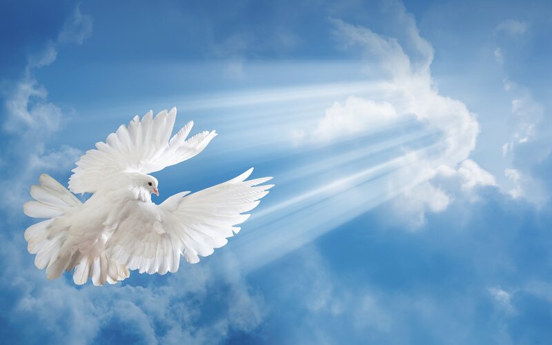 White Dove Flying — Blue, Serene, Photograph, Clouds, Sunbeams