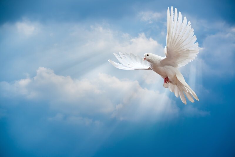 White Dove Flying — Blue, Serene, Photograph, Clouds