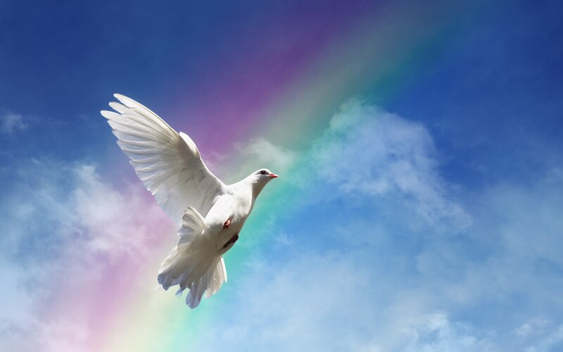 White Dove Flying — Blue, Serene, Photograph, Rainbow