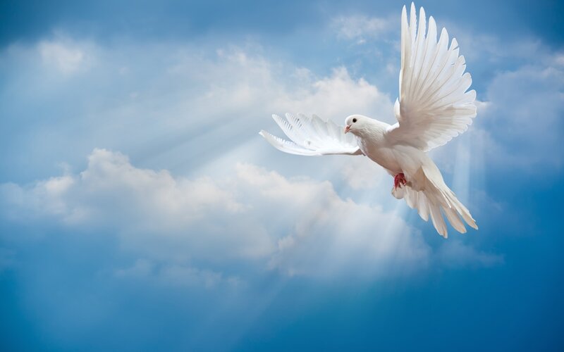 White Dove Flying — Blue, Serene, Photograph, Sky