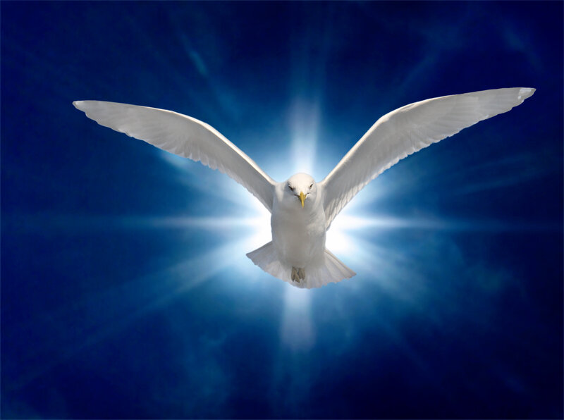 White Dove Flying — Blue, Serene, Photograph