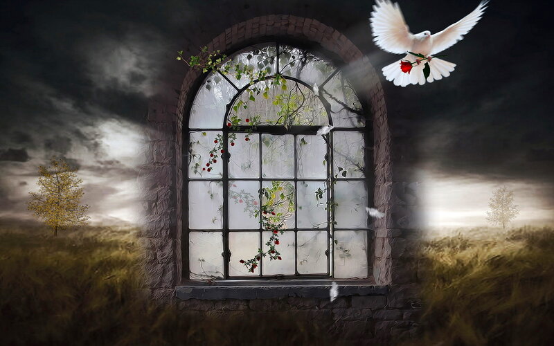 White Dove Flying — Dramatic, Night