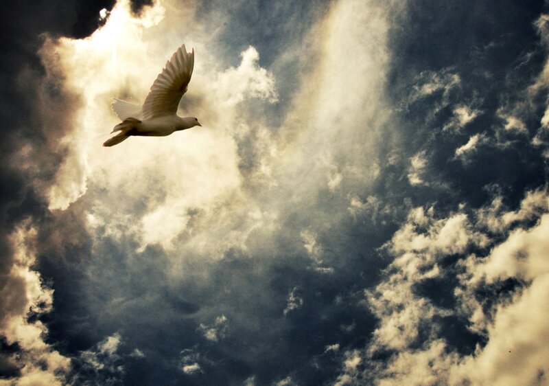 White Dove Flying — Dramatic, Photograph