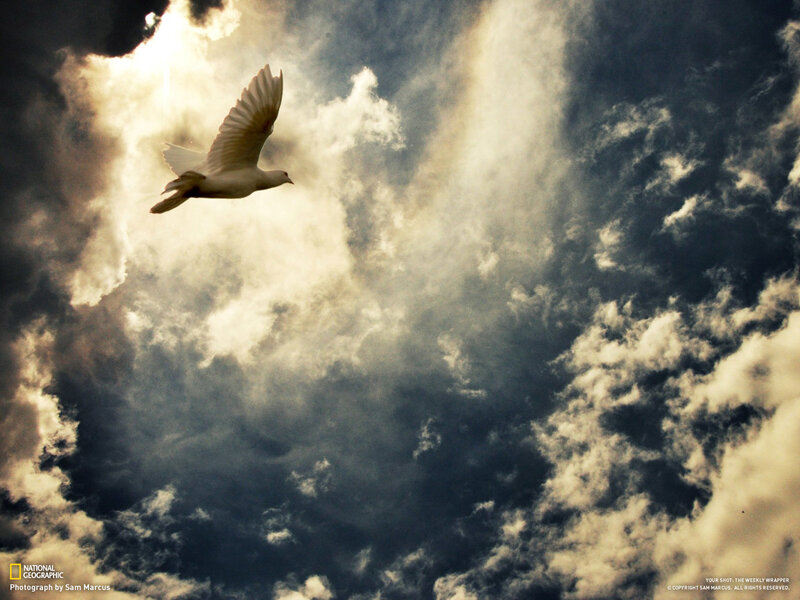 White Dove Flying — Dramatic
