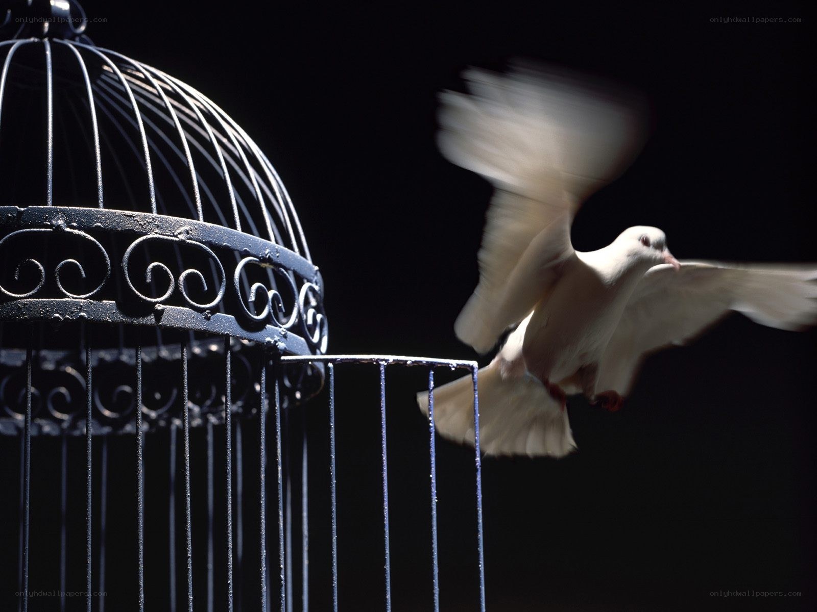 White dove flying from cage