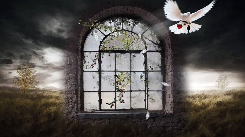 White Dove Flying — Gray