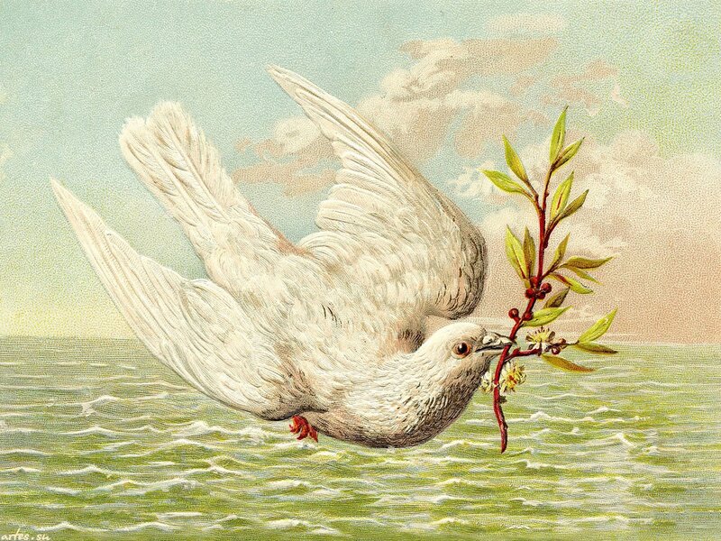 White Dove Flying — Green, Serene, Afternoon