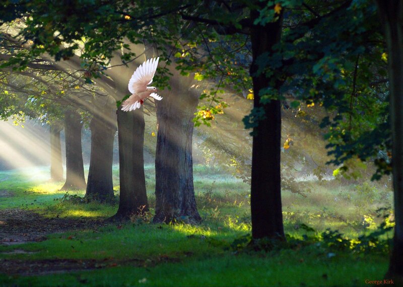White Dove Flying — Green, Serene, Morning