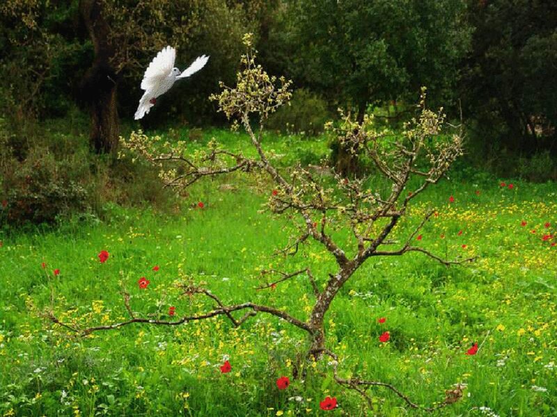 White Dove Flying — Green, Serene, Spring