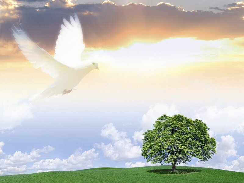 White Dove Flying — Green, Serene