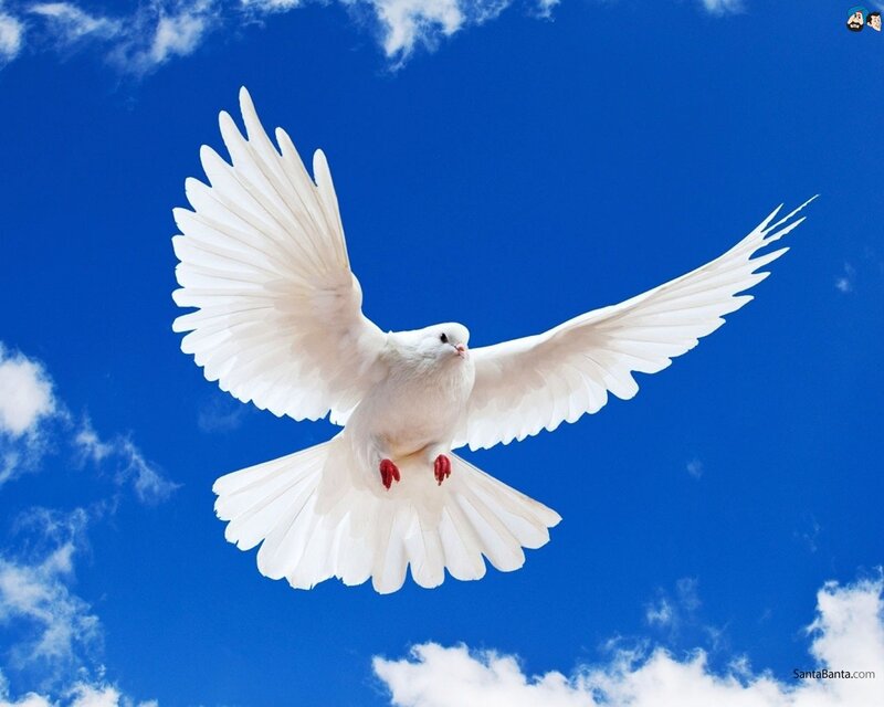 White dove flying in blue sky