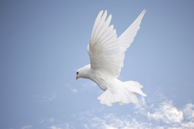 white dove flying in blue sky