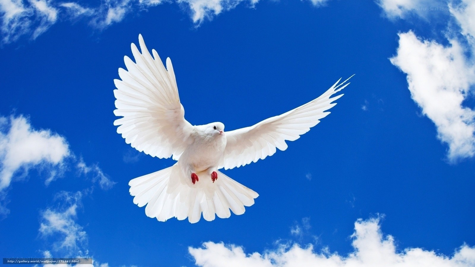 White dove flying in blue sky