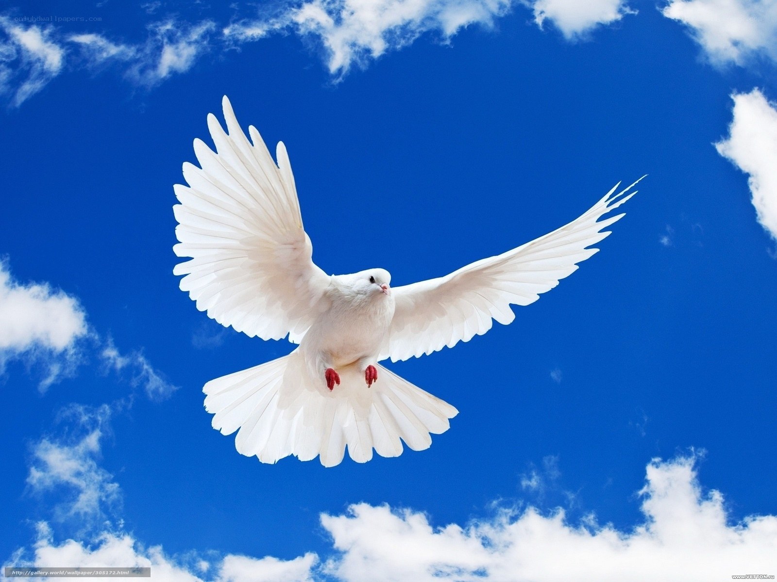White dove flying in blue sky