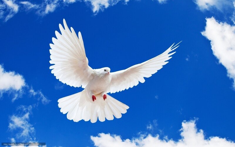 white dove flying in blue sky