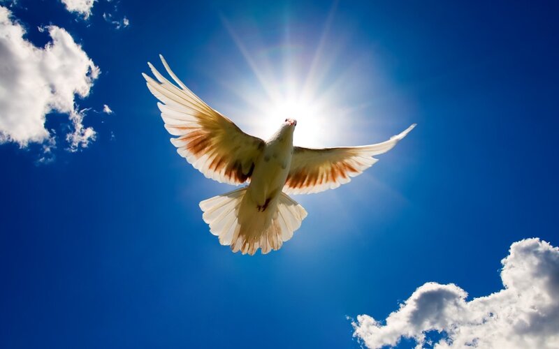 white dove flying in blue sky
