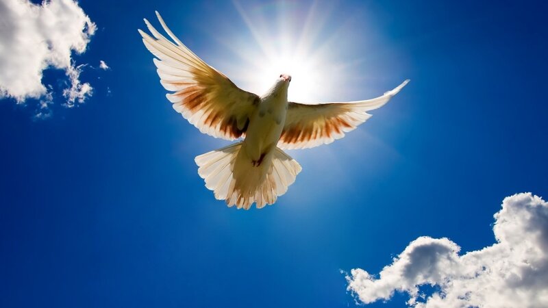white dove flying in blue sky