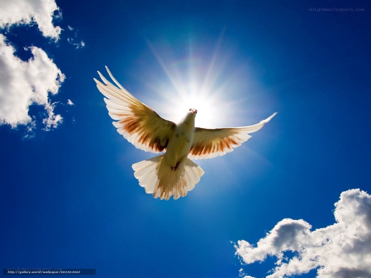 White dove flying in blue sky