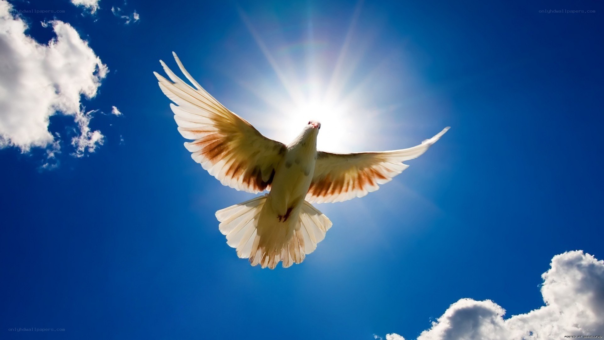 White dove flying in sky
