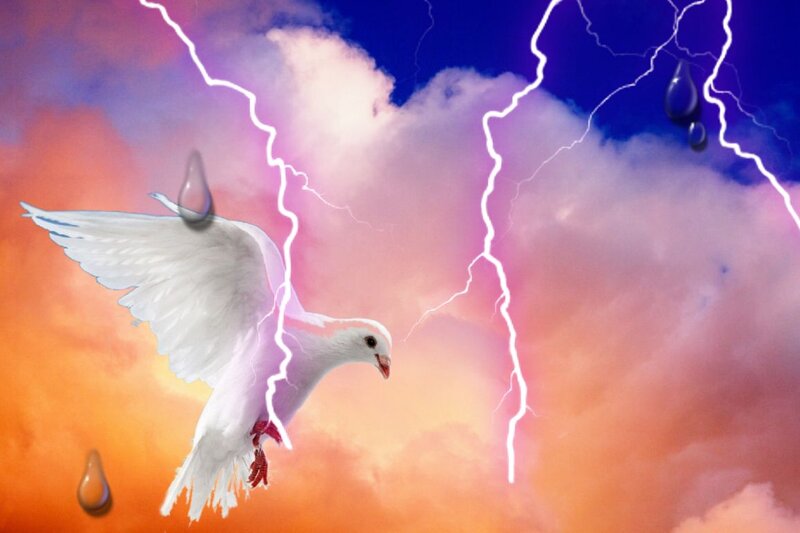 White Dove Flying — Orange