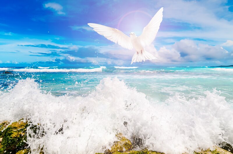 White Dove Flying over Ocean