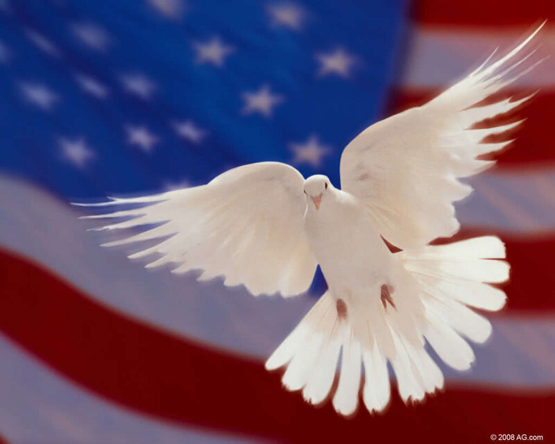 White Dove Flying — Peaceful