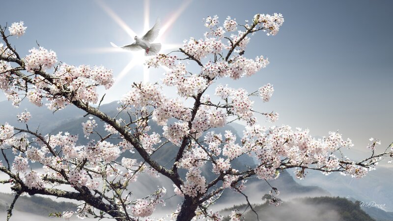 White Dove Flying — Pink, Serene, Spring