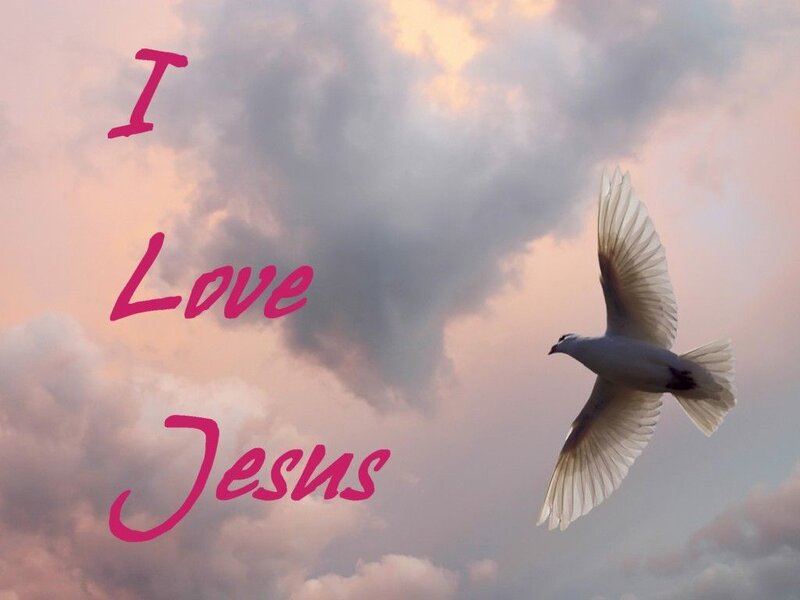 White Dove Flying — Pink