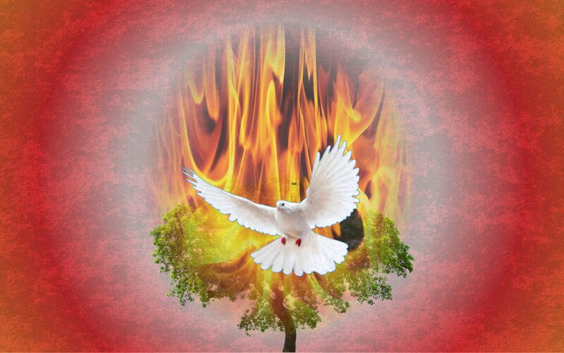 White Dove Flying — Red, Dramatic