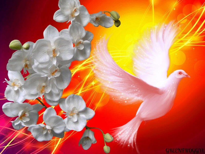 White Dove Flying — Red, Serene
