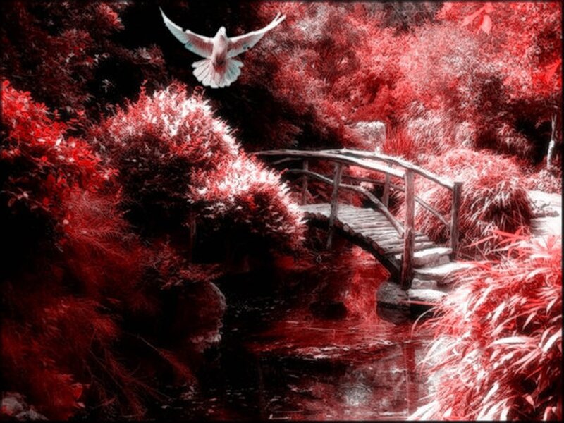 White Dove Flying — Red