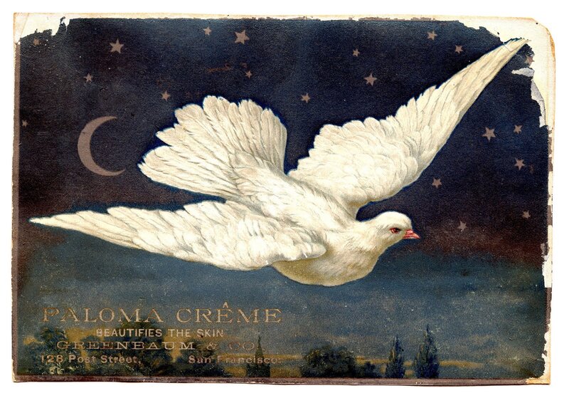 White Dove Flying — Serene, Night