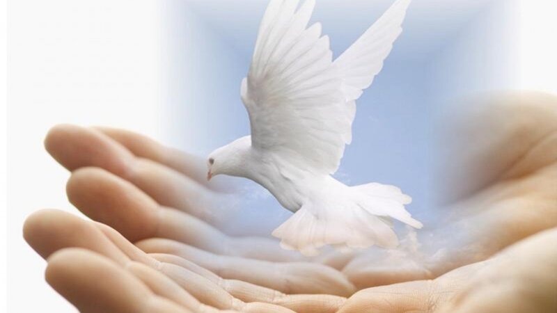 White Dove Flying — Serene, Photograph, Hands