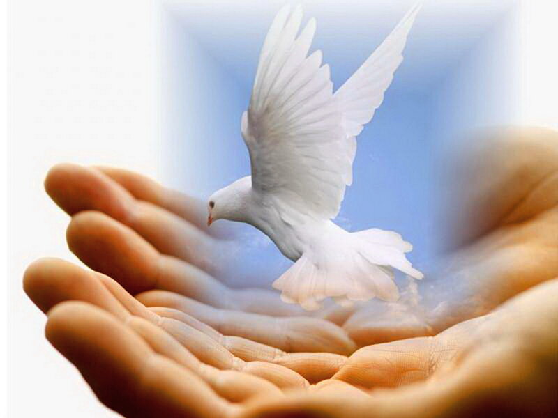 White Dove Flying — Serene, Photograph