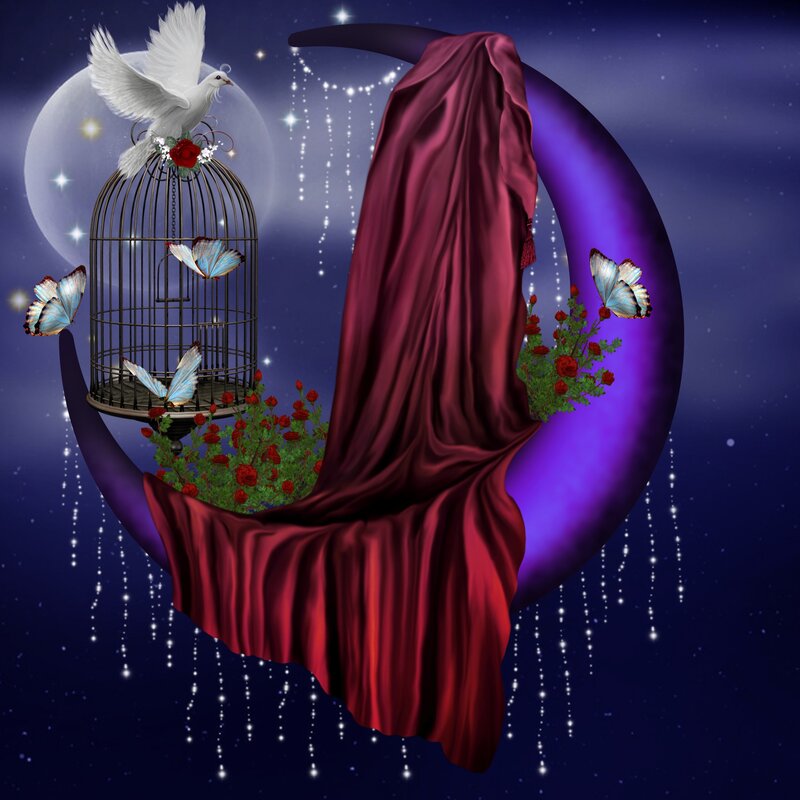 White Dove in Birdcage