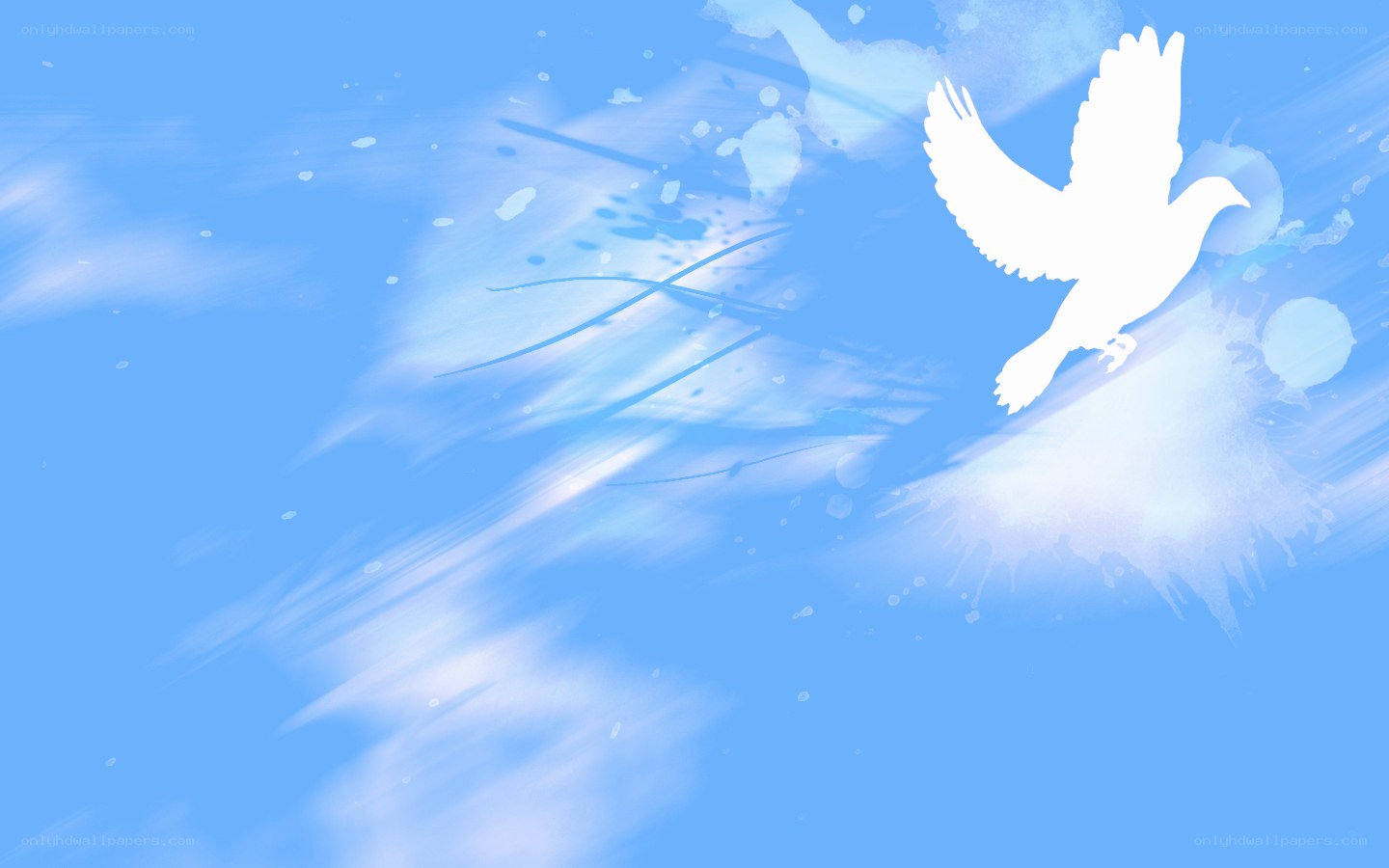 white dove in blue sky