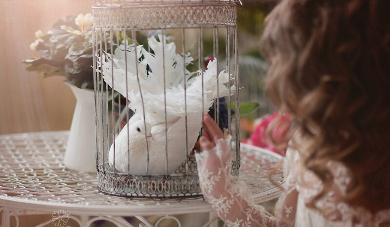 White Dove in Cage