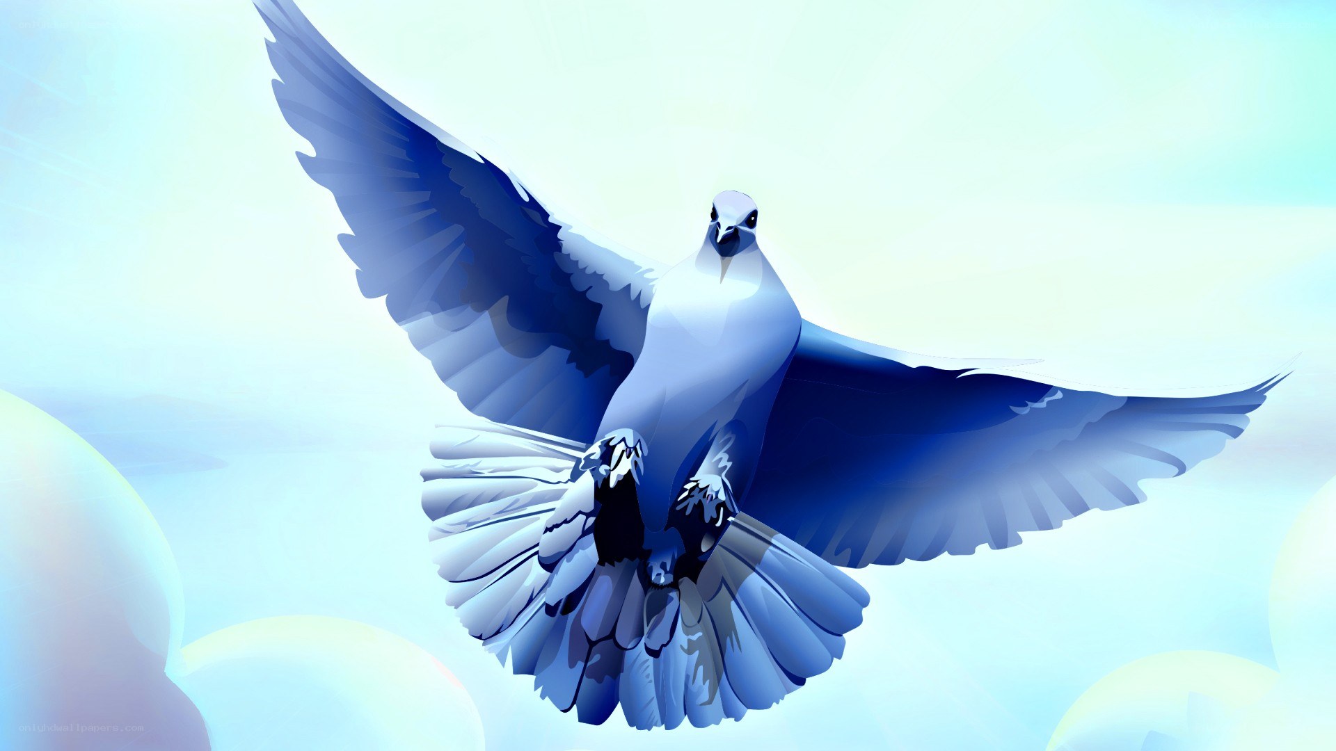 white dove in flight