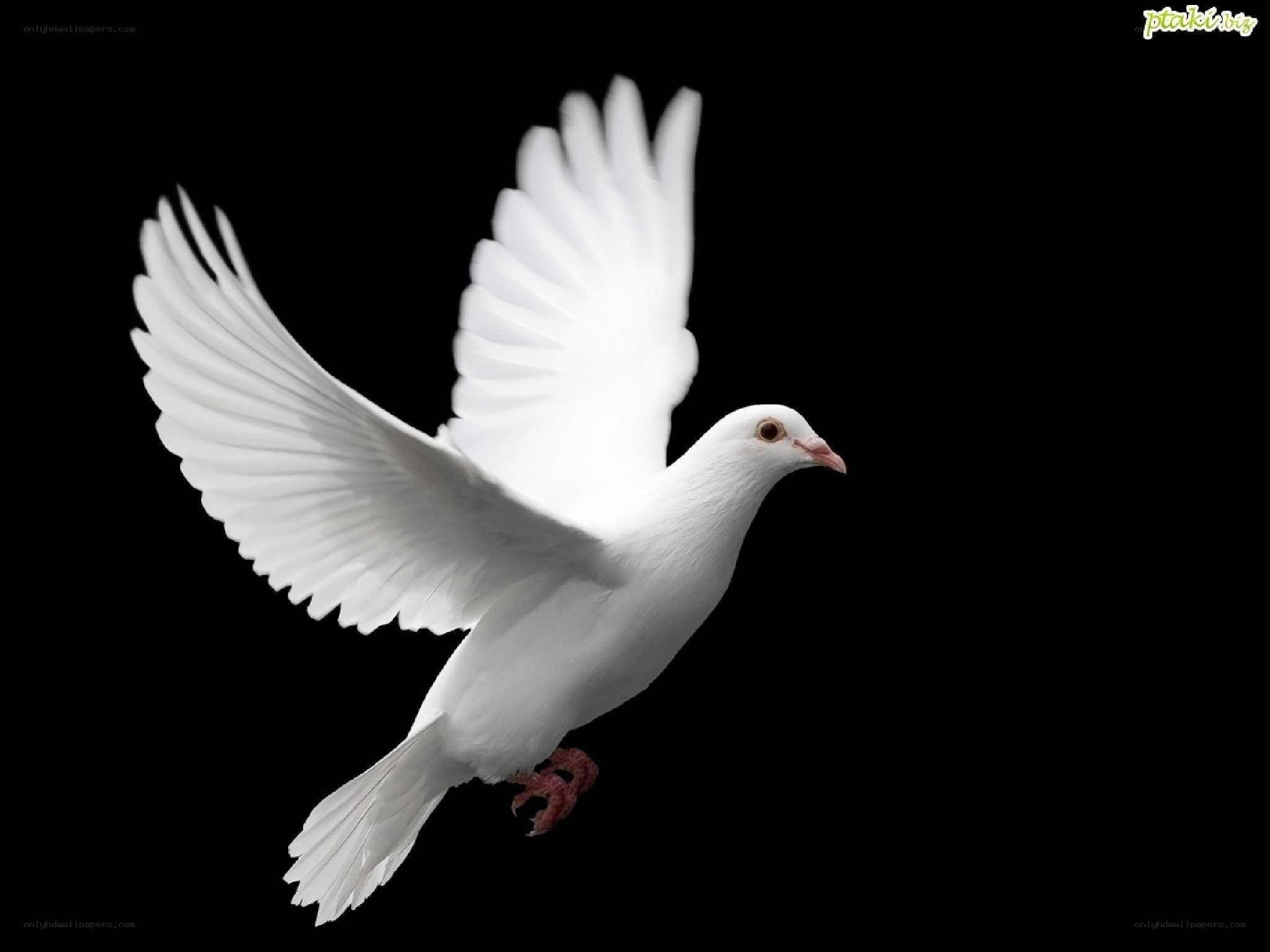 white dove in flight