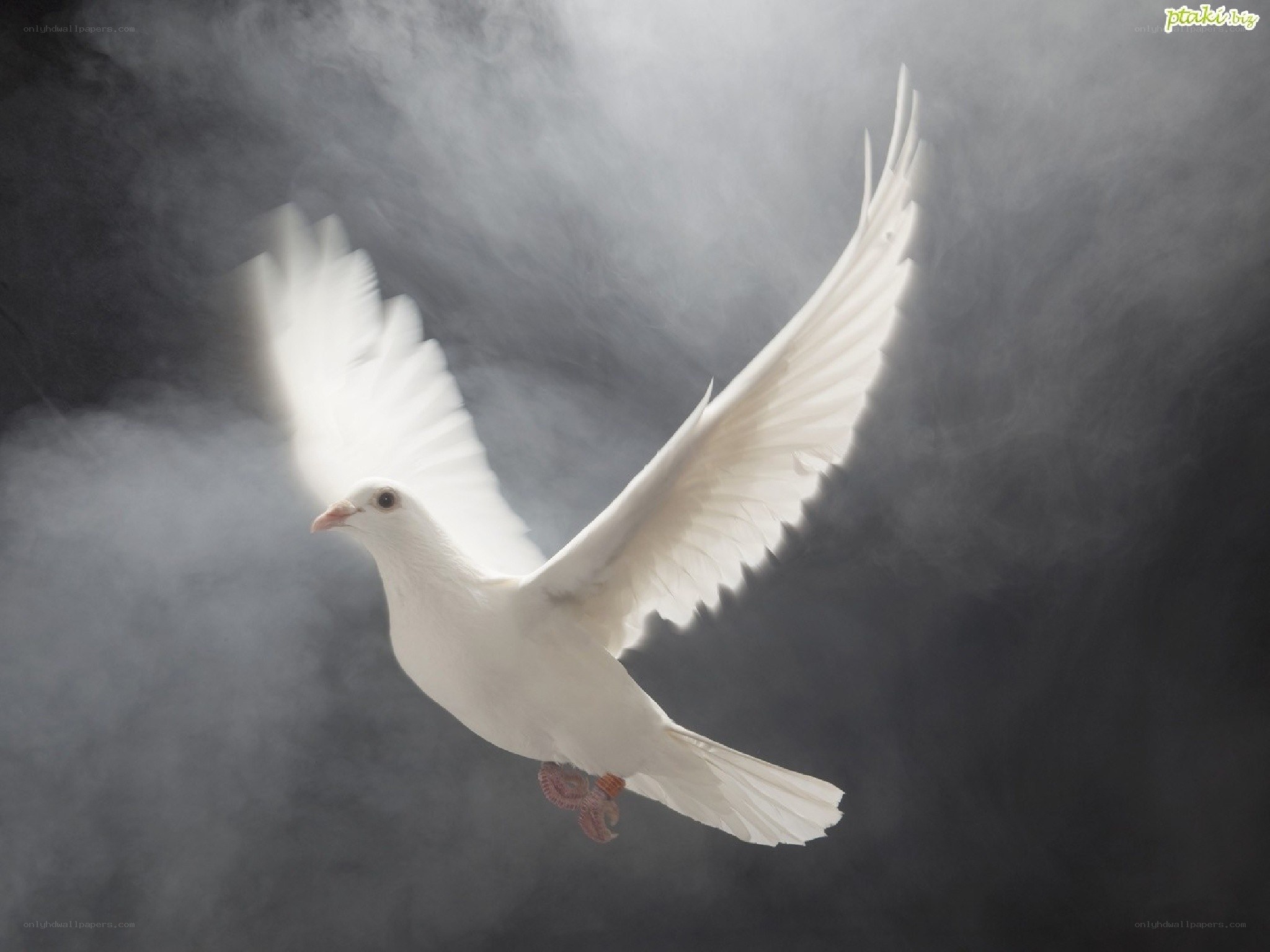 White dove in flight