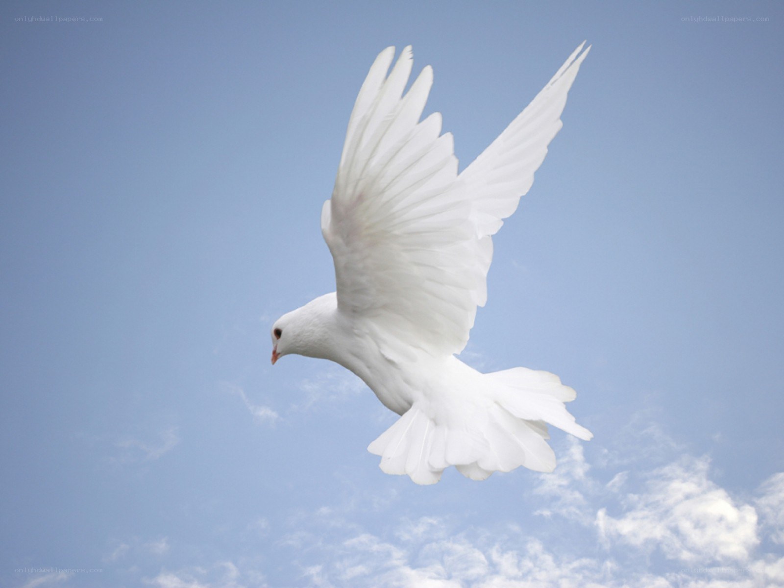 white dove in flight