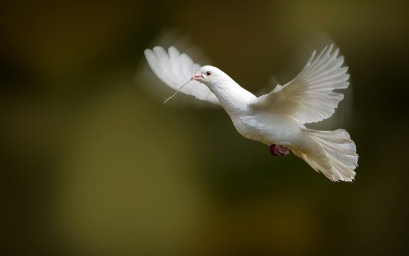 white dove in flight