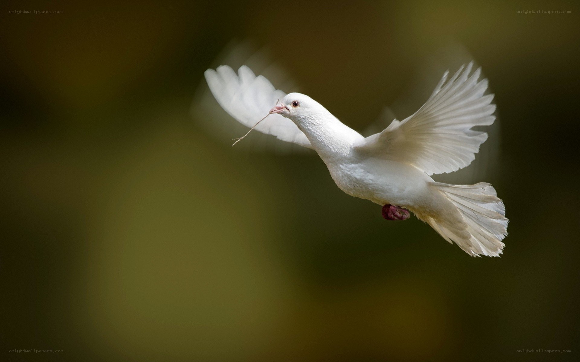 white dove in flight
