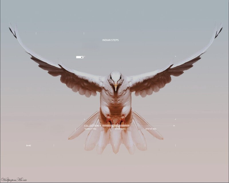 white dove in flight