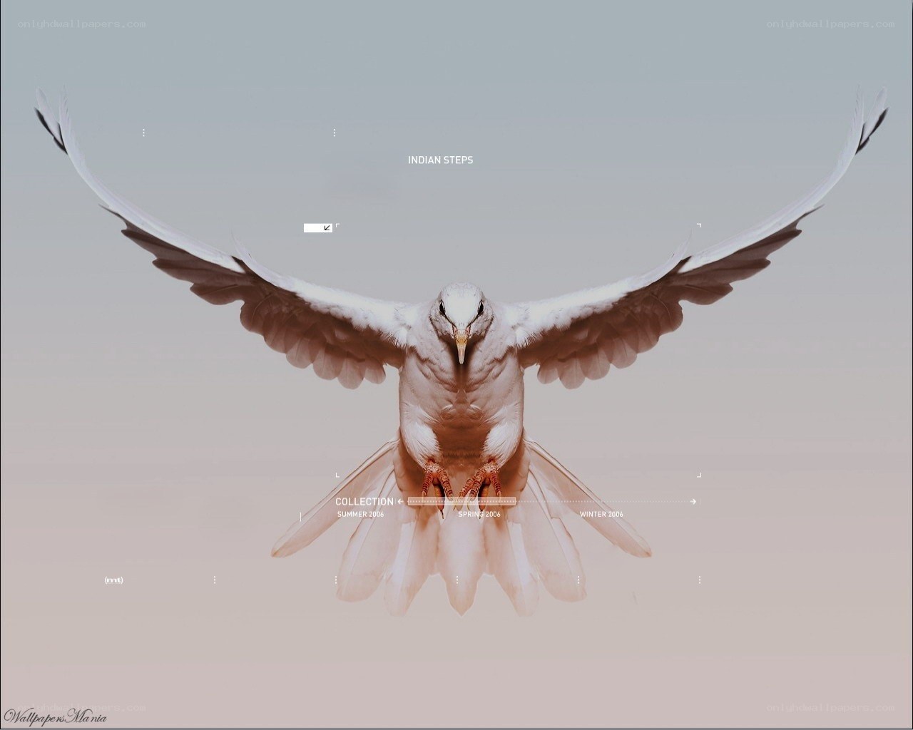 white dove in flight