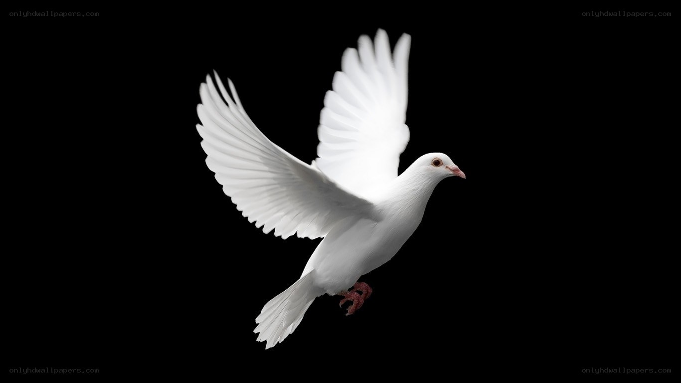 white dove in flight