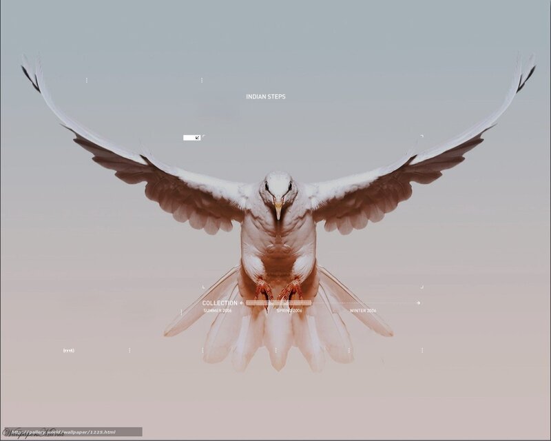 White dove in flight
