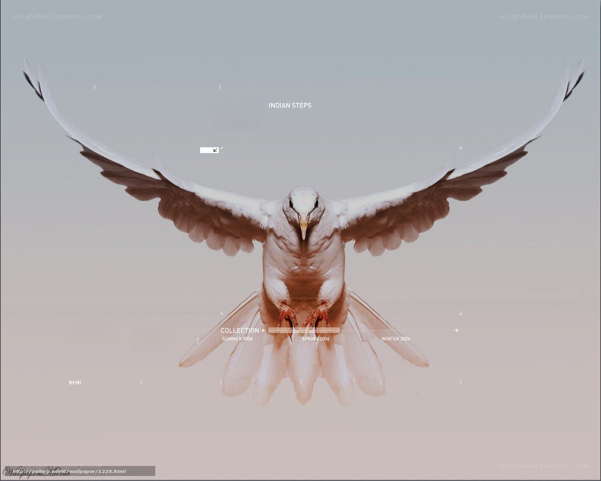 White dove in flight